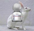 D.grayi White Rabbit Sample