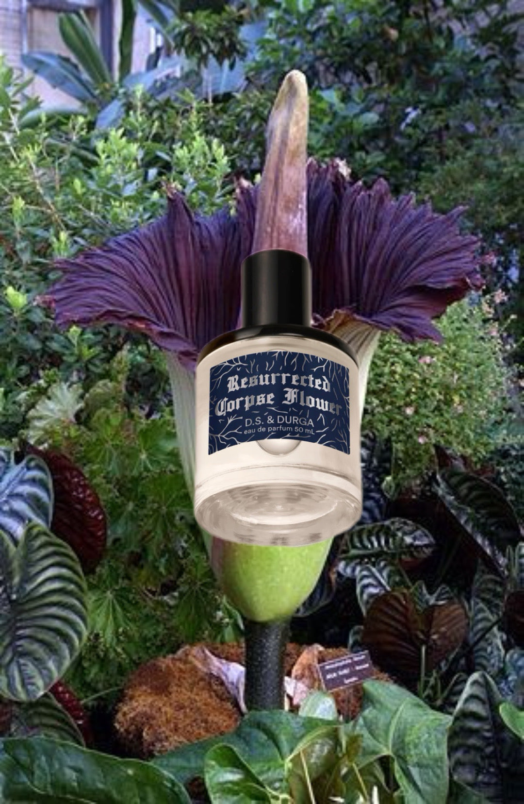DS & Durga Resurrected Corpse Flower Sample