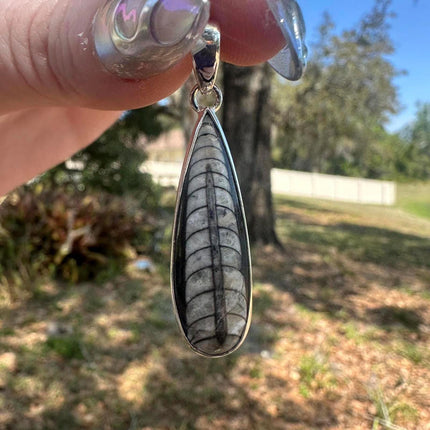 925 Sterling Silver Fossilized Cephalopod Pendant