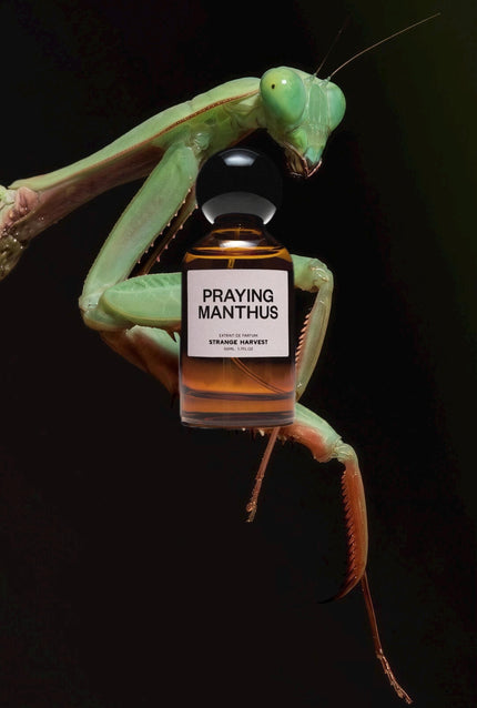 Strange Harvest Praying Manthus Sample