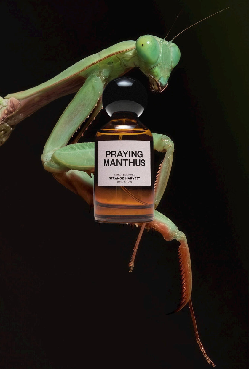 Strange Harvest Praying Manthus Sample