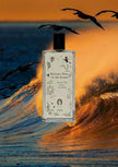 Sorce Pelicans Dive in the Ocean Sample
